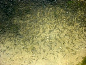 Newly hatched baby fish are called