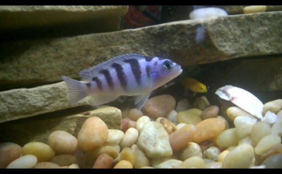 Betta fish spitting out food