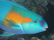 Parrot Fish Great Barrier Reef