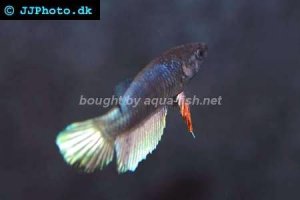 Peaceful betta, picture 2