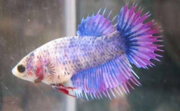 Baby male Betta fish