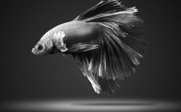 Fighter fish images