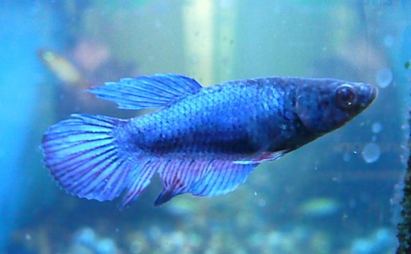 Siamese fighting fish Facts
