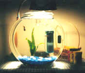 picture of a large fish bowl.