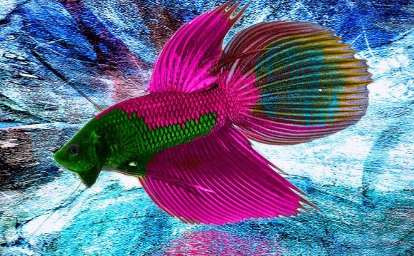 Betta fish colours