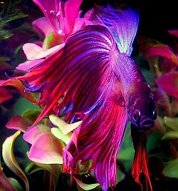 pink veiltail betta