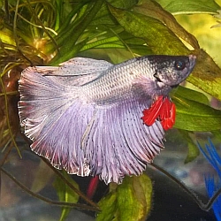 platinum betta fish