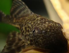 Pleco Fish can be Betta Tank Mates