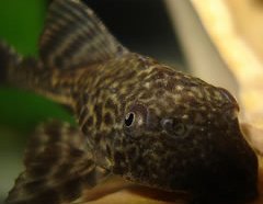 Pleco Fish Pleco Fish can be Betta Tank Mates