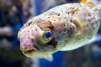 porcupine fish