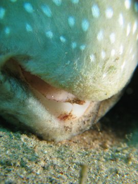 porcupine fish mouth