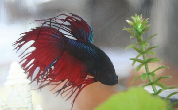 Red and blue Betta fish