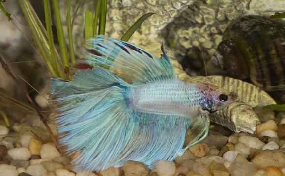 Petco Betta