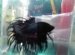 Black Crown Betta fish