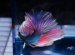 Pink and blue Betta fish