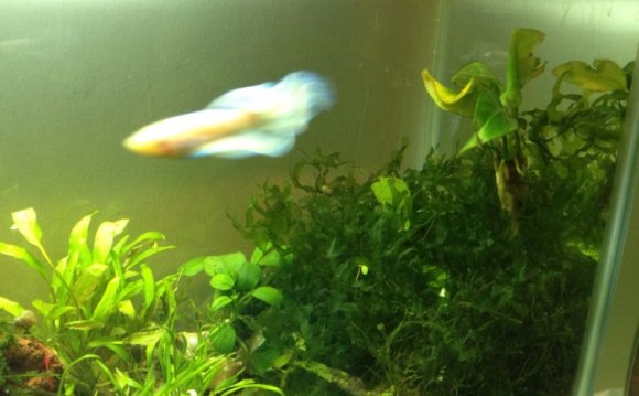 Betta fish in same tank