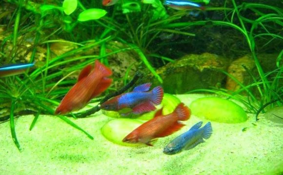 Red female Betta fish