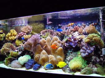 Reef-tank