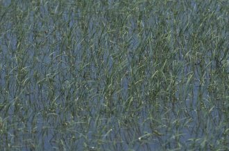 Rice fields sometimes host free-roaming Siamese fighting fish.