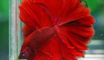Rose Tail Rose tail