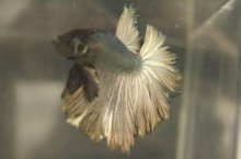 Rosetail betta