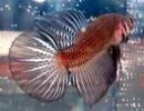 Round Tail Betta Picture