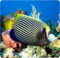 Saltwater Fish for sale