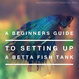 Setting up a betta fish aquarium
