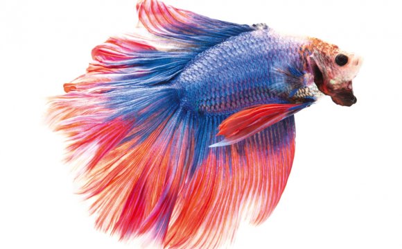 Can Fighter fish live in cold water?