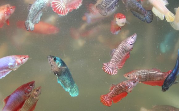 Baby Crowntail Betta fish