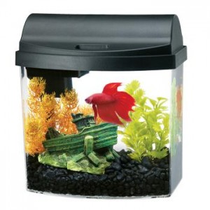 Siamese Fighting Fish Aquarium Kit