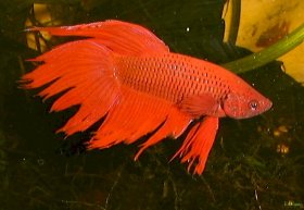 Siamese Fighting Fish have a spectacular appearance, making them great aquarium fish