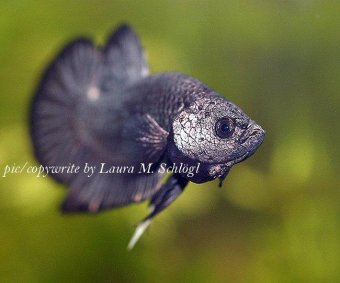 Siamese Fighting Fish, picture 1