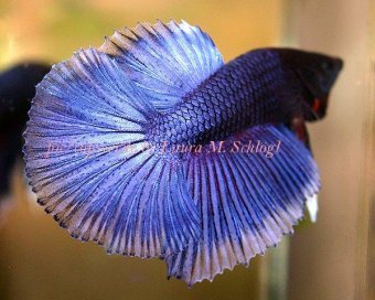 Siamese Fighting Fish, picture 2