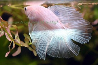 Siamese Fighting Fish, picture 3