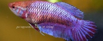 Siamese Fighting Fish, picture 4