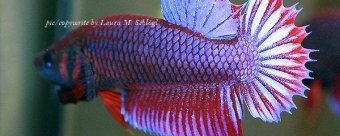 Siamese Fighting Fish, picture 6