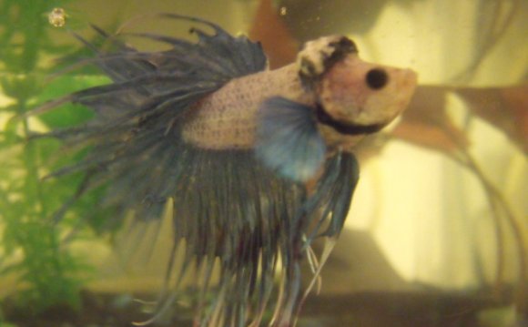 Sick Betta fish treatment