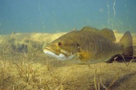 Smallmouth Bass