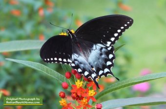 Spicebush Swallowtail Butterfly