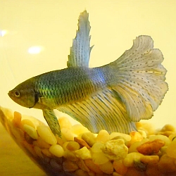 spotted tail betta fish