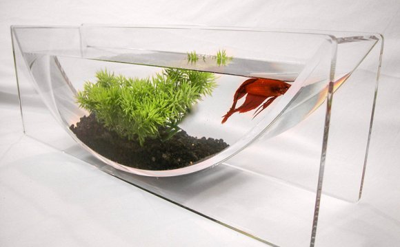 Why are Betta fish in small bowls?