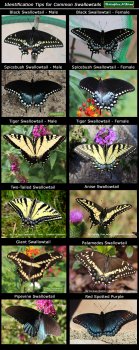 Swallowtail butterfly identification chart