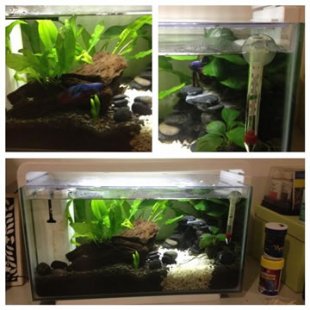 Thanks @nappleton_ for sharing your betta tank setup with us on Twitter :)