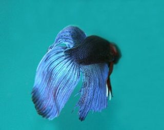 The betta comes in a variety of brilliant patterns, colors and fin shapes.