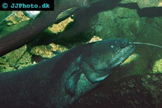 the biggest wels catfish ever caught