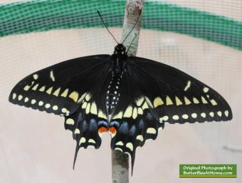 The second Black Swallowtail butterfly to emerge from its chrysalis, on April 1, 2014, after overwintering in Texas
