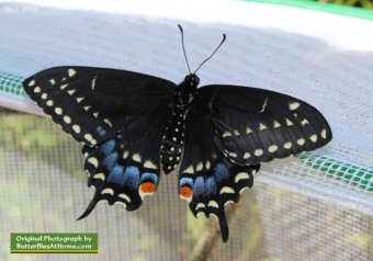 The third Black Swallowtail butterfly to emerge from its chrysalis, on April 4, 2014, after overwintering