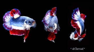 The world's most expensive betta fish?