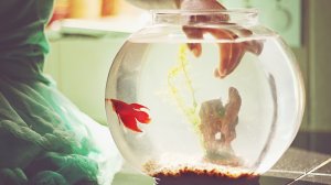These no-fuss types of pet fish are a snap to keep and maintain